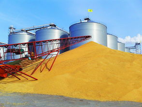 九三集團(tuán)北安大豆收購忙 助推大豆制品與礦產(chǎn)化工產(chǎn)業(yè)協(xié)同發(fā)展